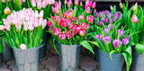 Spring flowers tulips in buckets