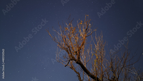 Night astrophotography and the cherry tree
