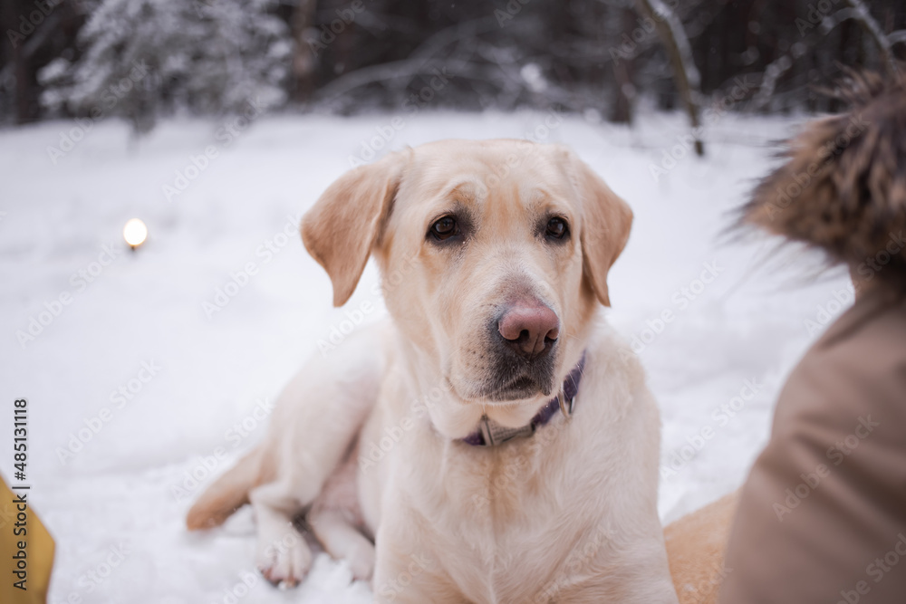 Large white dog, labrador, with a big nose Large white dog, labrador, with a big nose
