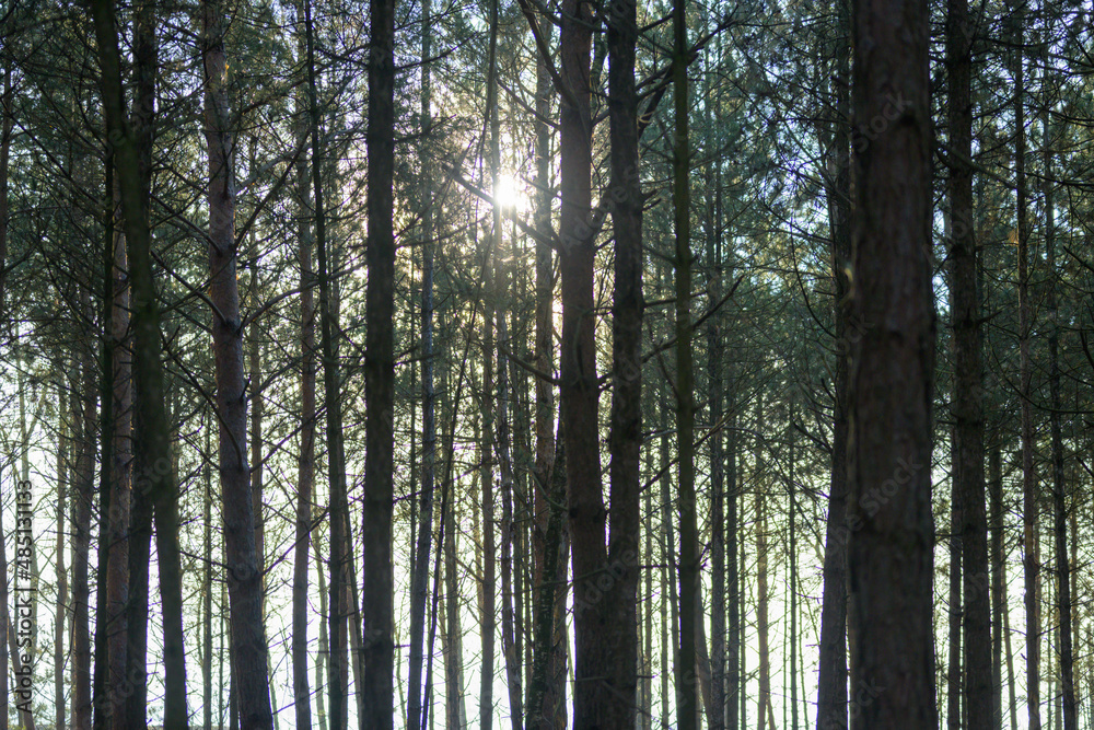 Silent Forest with beautiful bright sun rays