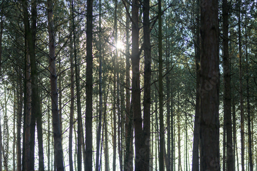 Silent Forest with beautiful bright sun rays