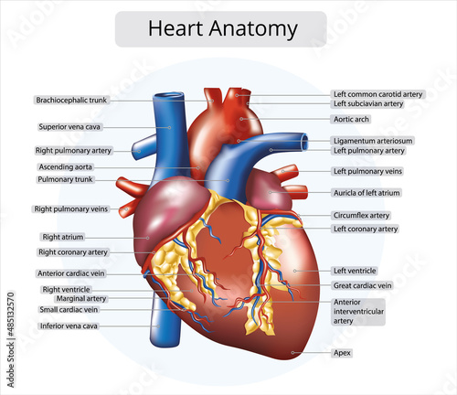 Heart anatomy
