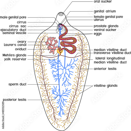 Structure of reproductive system of Sheep liver fluke (Fasciola hepatica) isolated on white background