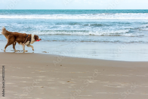 Cachorro Border Colie brincando na na areia da praia