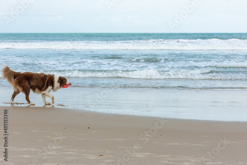 Cachorro Border Colie brincando na praia