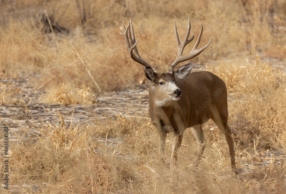 Buck Mule Deer in the Fall Rut in Colorado Buck Mule Deer in the Fall Rut in Colorado