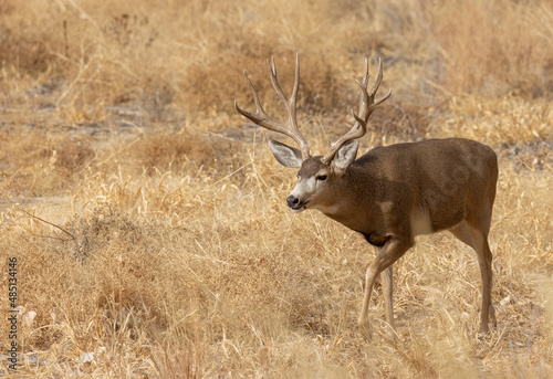 Buck Mule Deer in the Fall Rut in Colorado © natureguy