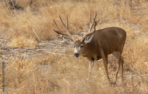 Buck Mule Deer in the Fall Rut in Colorado