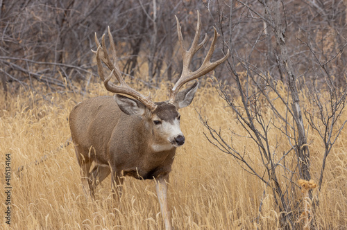 Buck Mule Deer in the Fall Rut in Colorado