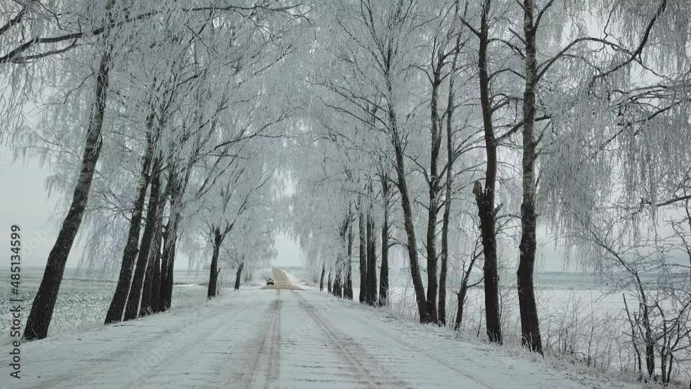 Birch trees alley in frost. Winter rural dirt road. Overcast dramatic cloudy sky. Snow covered field landscape. Cold weather. Belarus Birch trees alley in frost. Winter rural dirt road. Overcast dramatic cloudy sky. Snow covered field landscape. Cold weather. Belarus