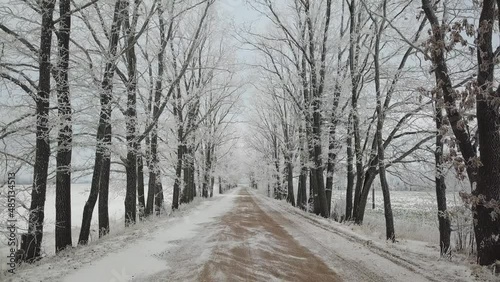 Oak trees alley in frost. Winter rural dirt road. Overcast dramatic cloudy sky. Snow covered field landscape. Cold weather. Belarus