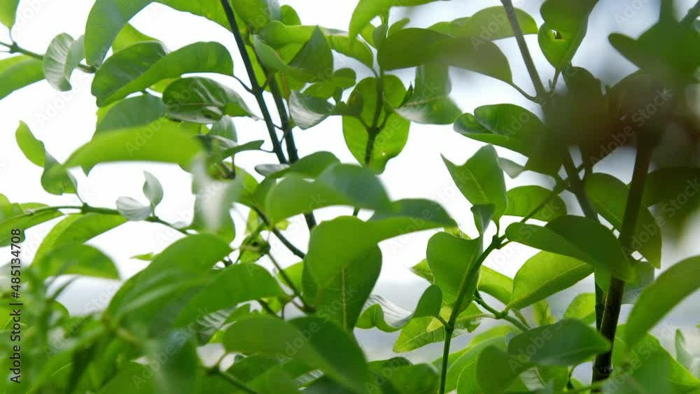 Lush green tree being blown by a strong wind. Static close up shot