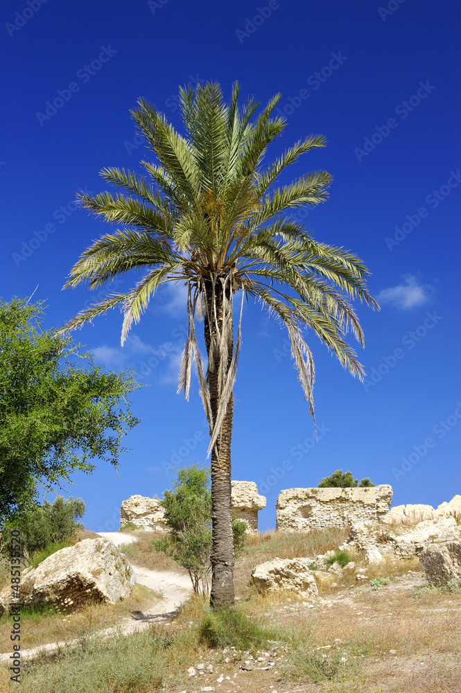 Remnants of the Crusader structures in the park of Ashkelon in Israel Remnants of the Crusader structures in the park of Ashkelon in Israel