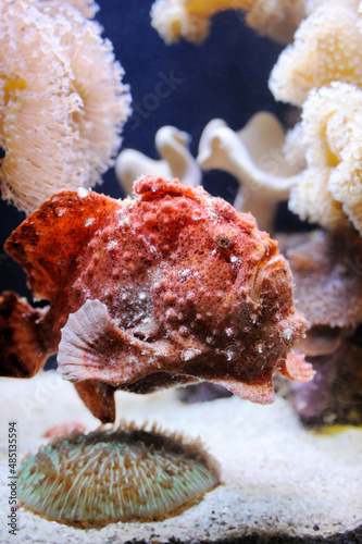 Scarlet frogfish, coral and other bright and colorful inhabitants of the Red Sea.