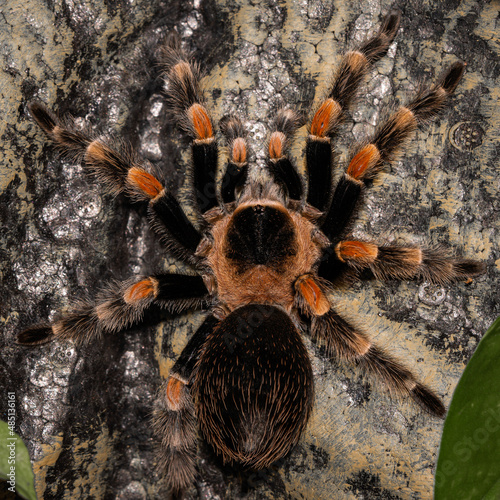 Brachypelma hamorii - Tarantula