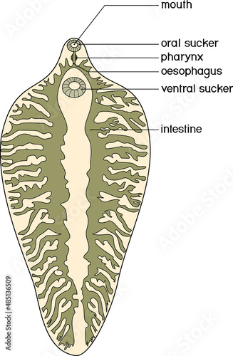 Sheep liver fluke (Fasciola hepatica) isolated on white background. Structure of digestive system