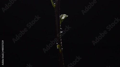water drop on green leaf