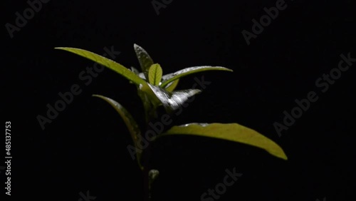 plant sprout on black background