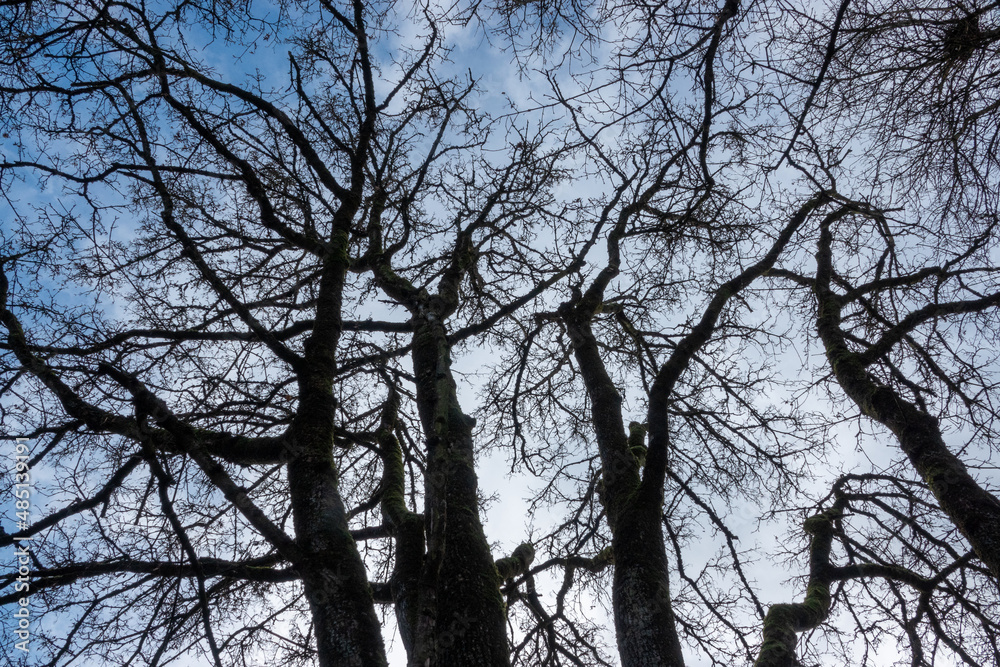 Any Trees Any Trees