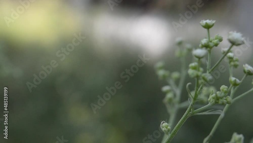 green grass with flowers