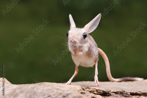 Fototapeta Naklejka Na Ścianę i Meble -  The Long-eared Jerboa (Euchoreutes naso) on wood.