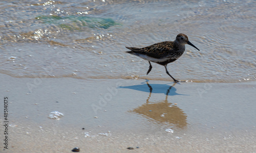 A Dunlin is walking on the beach. Also known as a Red-backed Sandpiper © Oleh Marchak