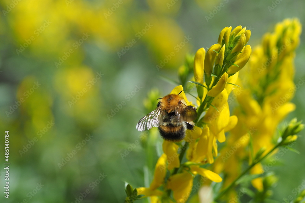 Ackerhummel an den Blüten eines Färberginsters Ackerhummel an den Blüten eines Färberginsters
