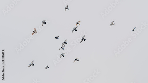 Pigeons flying in the sky in groups. Flock of pigeons flying at the grey sky. Selective focus. Blurred motion.