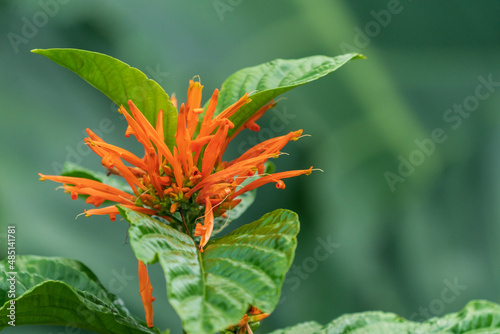 Mexican Honeysuckle (justicia spicigera) #485141781