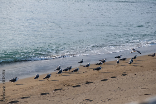 砂浜の鳥 © magma