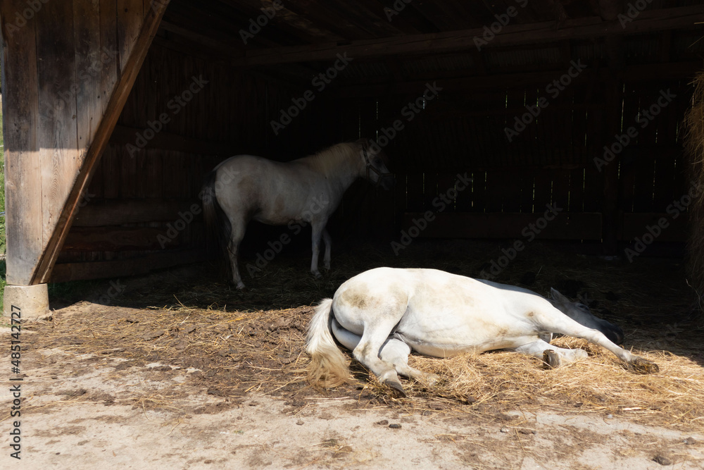Obraz premium Horses - farm animals in the countryside