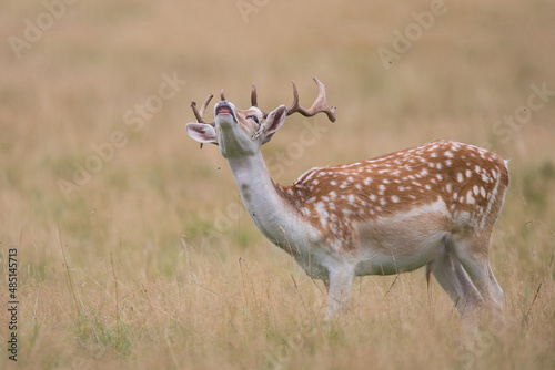 Photography deer in the grass