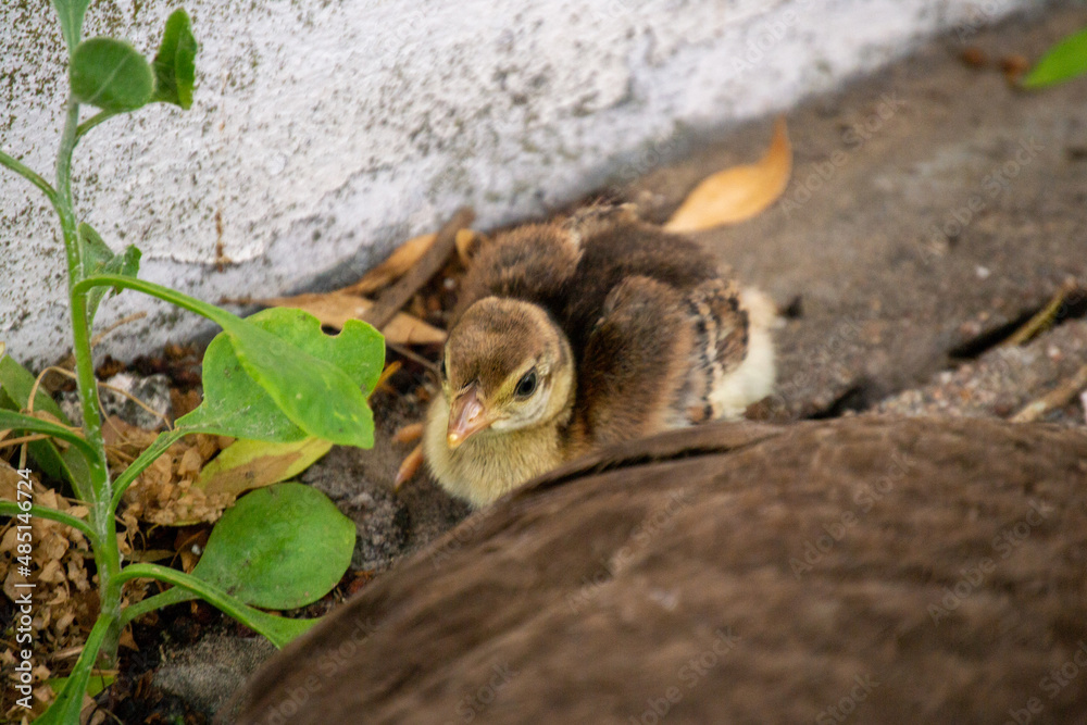 Peafowl Babies Peafowl Babies