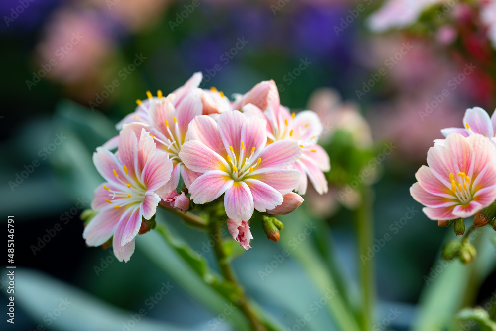 Lewisia cotyledon flower. It's also called Siskiyou lewisia and cliff maids. This plant is native to southern Oregon and northern California but it has been widely introduced elsewhere. Lewisia cotyledon flower. It's also called Siskiyou lewisia and cliff maids. This plant is native to southern Oregon and northern California but it has been widely introduced elsewhere.