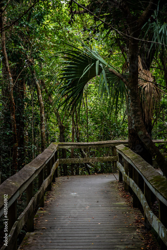 bridge in the forest