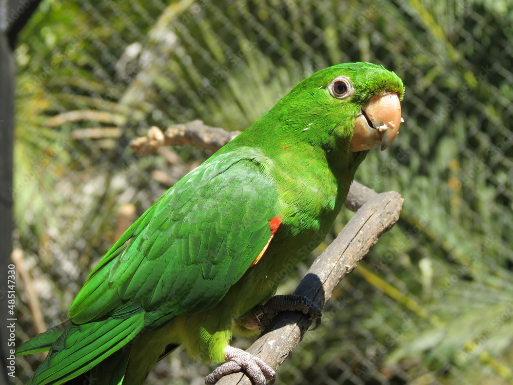 Parrot at the Marechal Floriano Zoo - Espirito Santo - Brazil Parrot at the Marechal Floriano Zoo - Espirito Santo - Brazil