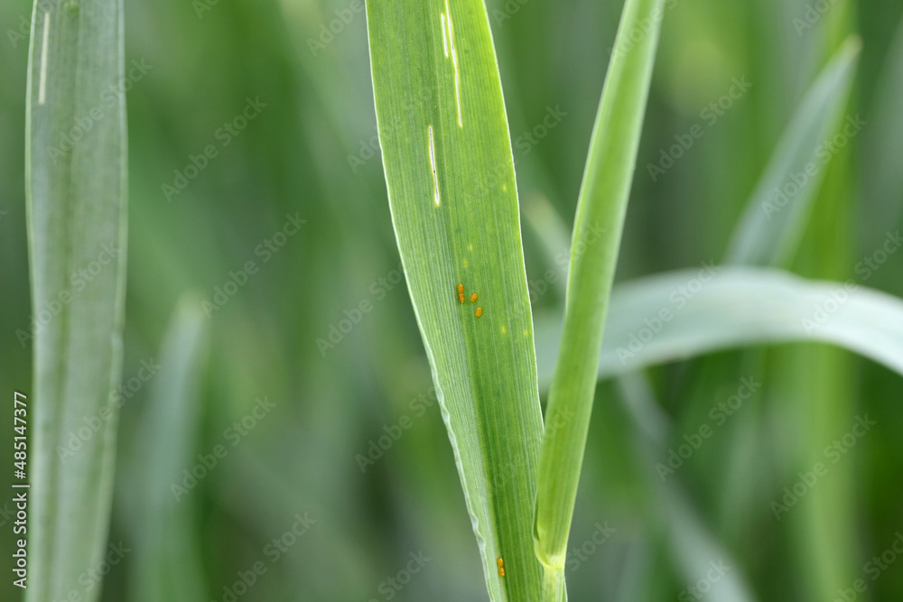 Egg of the cereal leaf beetle (Oulema melanopus) is a significant cereals pest and cereal leaves damaged by beetles of this species. Egg of the cereal leaf beetle (Oulema melanopus) is a significant cereals pest and cereal leaves damaged by beetles of this species.