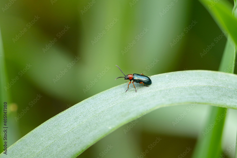 Cereal leaf beetle (Oulema melanopus / duftschmidi) on the cereal leaf. It is a significant cereals pest. Cereal leaf beetle (Oulema melanopus / duftschmidi) on the cereal leaf. It is a significant cereals pest.