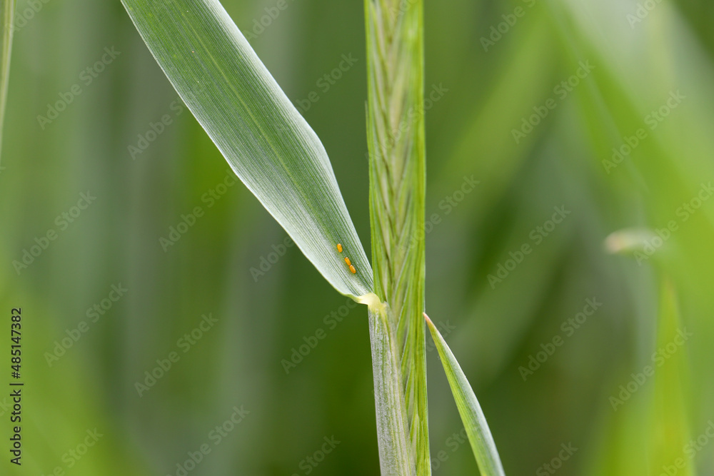Egg of the cereal leaf beetle (Oulema melanopus) is a significant cereals pest and cereal leaves damaged by beetles of this species. Egg of the cereal leaf beetle (Oulema melanopus) is a significant cereals pest and cereal leaves damaged by beetles of this species.