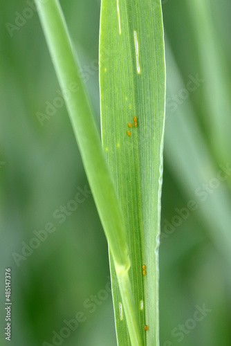 Egg of the cereal leaf beetle (Oulema melanopus) is a significant cereals pest and cereal leaves damaged by beetles of this species.
