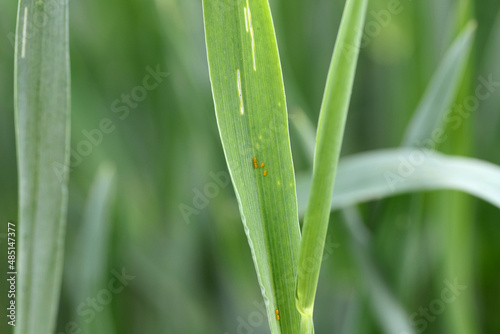 Egg of the cereal leaf beetle (Oulema melanopus) is a significant cereals pest and cereal leaves damaged by beetles of this species.