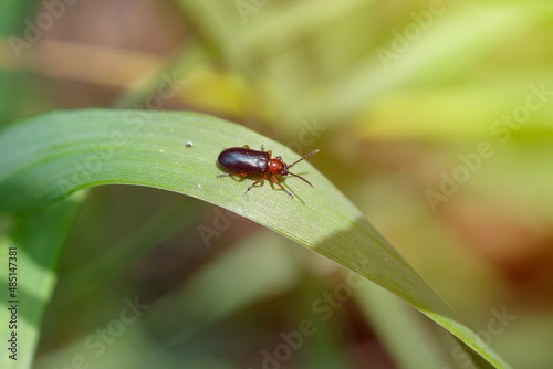 Cereal leaf beetle (Oulema melanopus / duftschmidi) on the cereal leaf. It is a significant cereals pest. © Tomasz