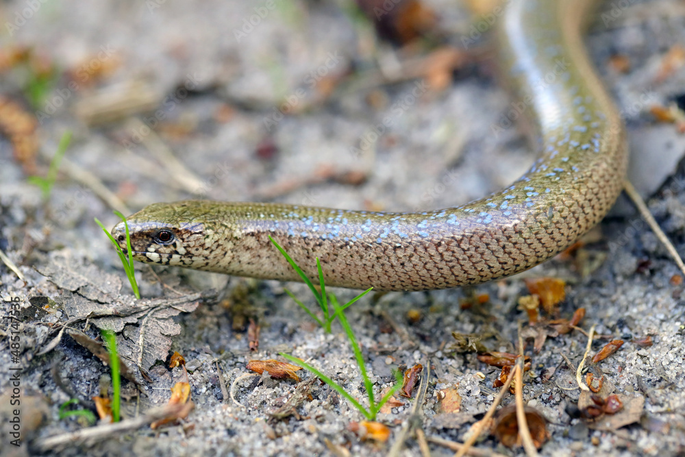 Fototapeta premium A juvenile Anguis fragilis, also known as a slow worm, slowworm, blind worm or glass lizard, and often mistaken for a snake.