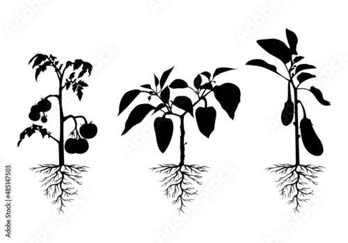 Silhouette tomato, pepper and eggplant plant with roots set