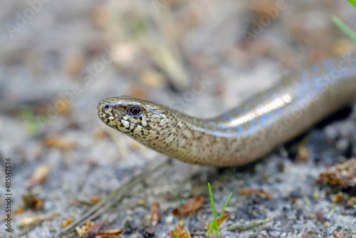 A juvenile Anguis fragilis, also known as a slow worm, slowworm, blind worm or glass lizard, and often mistaken for a snake.