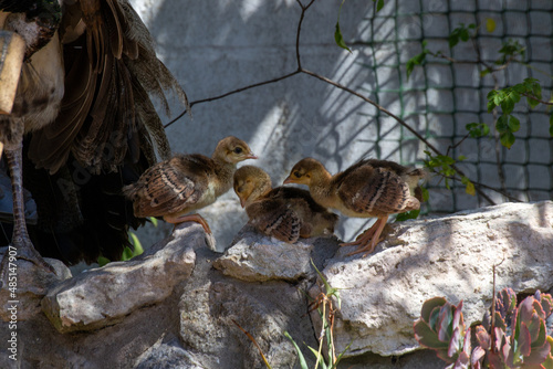 Peafowl Babies