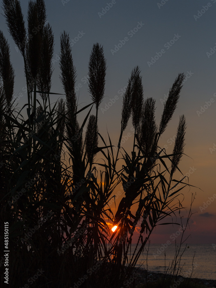 lever de soleil à travers les roseaux (Cambrils, Espagne) lever de soleil à travers les roseaux (Cambrils, Espagne)