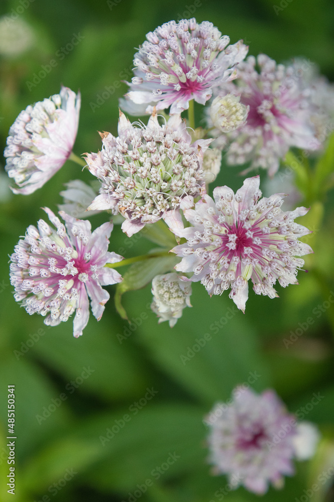 Astrantia blooms brightening the garden. Astrantia blooms brightening the garden.