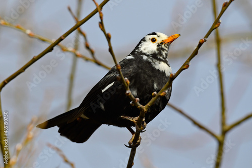 Leucistic Eurasian Blackbird // leuzistische Amsel (Turdus merula) photo