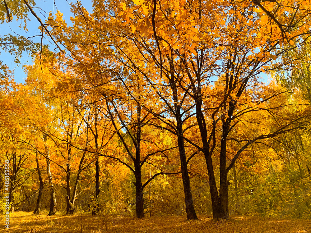 Obraz premium Autumn yellow forest